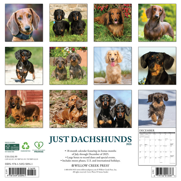 Dachshunds 2026 12" x 12" Wall Calendar