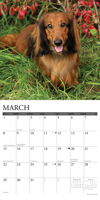 Dachshunds 2026 12" x 12" Wall Calendar