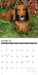 Dachshunds 2026 12" x 12" Wall Calendar