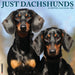 Dachshunds 2026 12" x 12" Wall Calendar