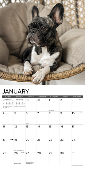 French Bulldogs 2026 12" x 12" Wall Calendar
