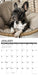 French Bulldogs 2026 12" x 12" Wall Calendar