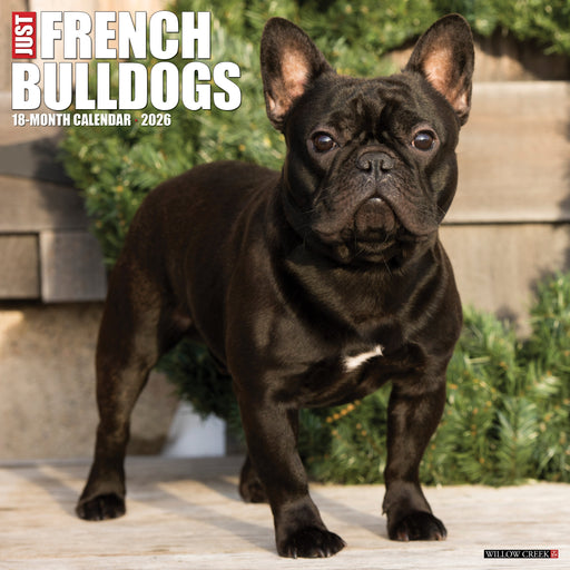 French Bulldogs 2026 12" x 12" Wall Calendar