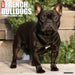 French Bulldogs 2026 12" x 12" Wall Calendar