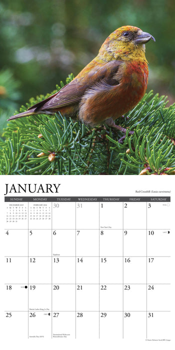 Garden Birds 2026 12" x 12" Wall Calendar