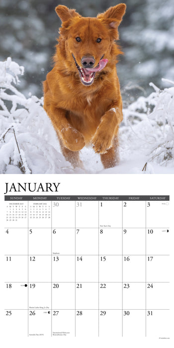 Goldens 2026 12" x 12" Wall Calendar