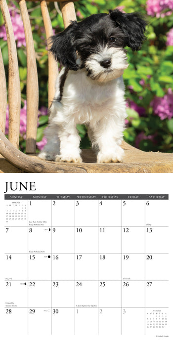 Havanese 2026 12" x 12" Wall Calendar