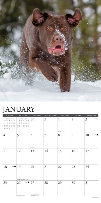 Labs 2026 12" x 12" Wall Calendar