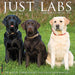 Labs 2026 12" x 12" Wall Calendar