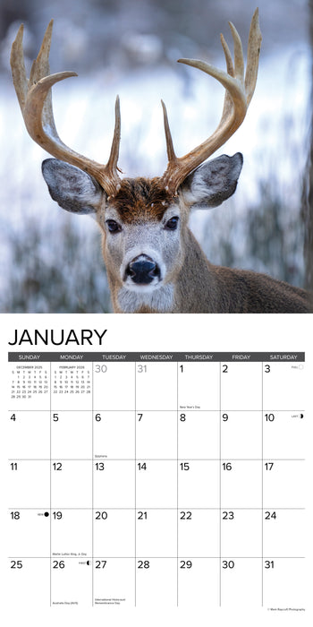 Monster Bucks 2026 12" x 12" Wall Calendar