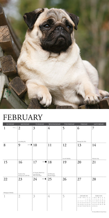 Pugs 2026 12" x 12" Wall Calendar