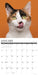What Cats Teach Us 12" x 12" 2026 Wall Calendar