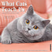 What Cats Teach Us 12" x 12" 2026 Wall Calendar