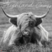 Highland Cows (B&W) 2026 12" x 12" Wall Calendar