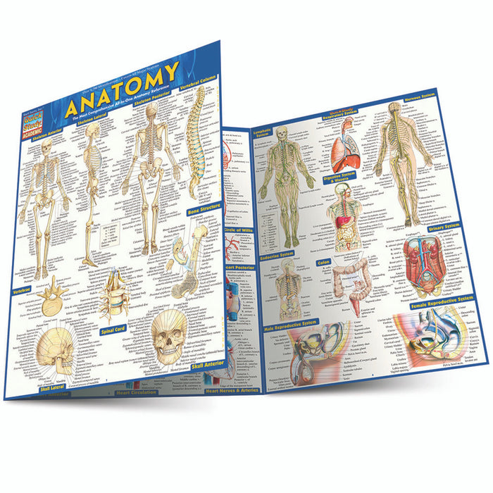 QuickStudy | ANATOMY [222781]