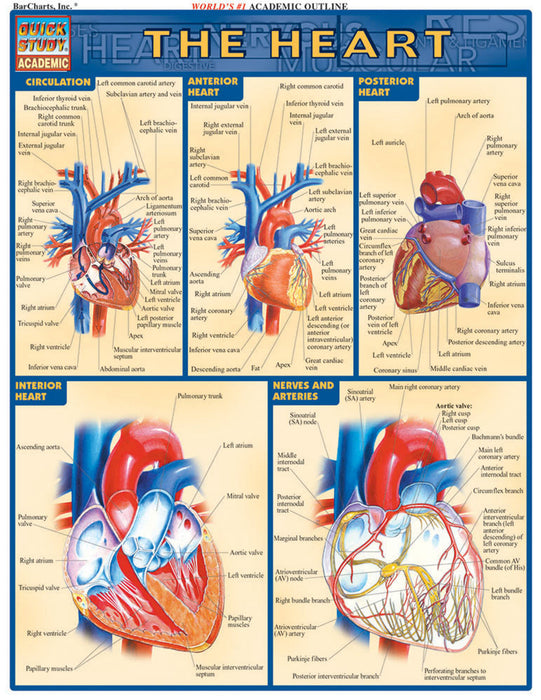 QuickStudy | Heart [225374]