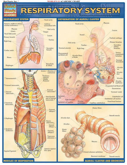 QuickStudy | RESPIRATORY SYSTEM [225923]
