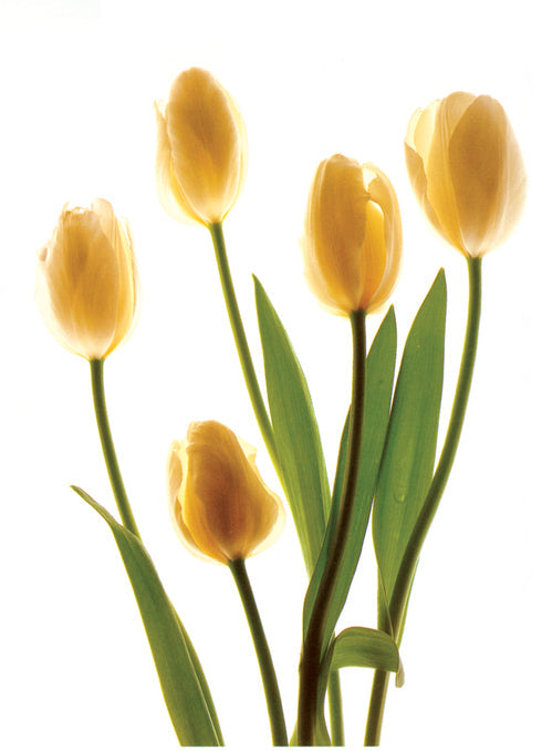 White Tulips Thank You Card