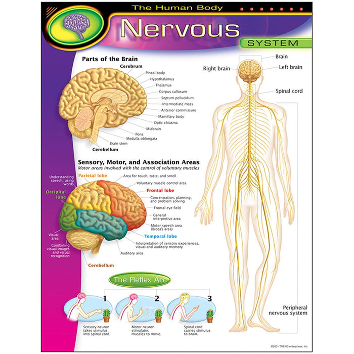 HUMAN BODY NERVOUS SYSTEM Learning Chart 17x22 [T38089]