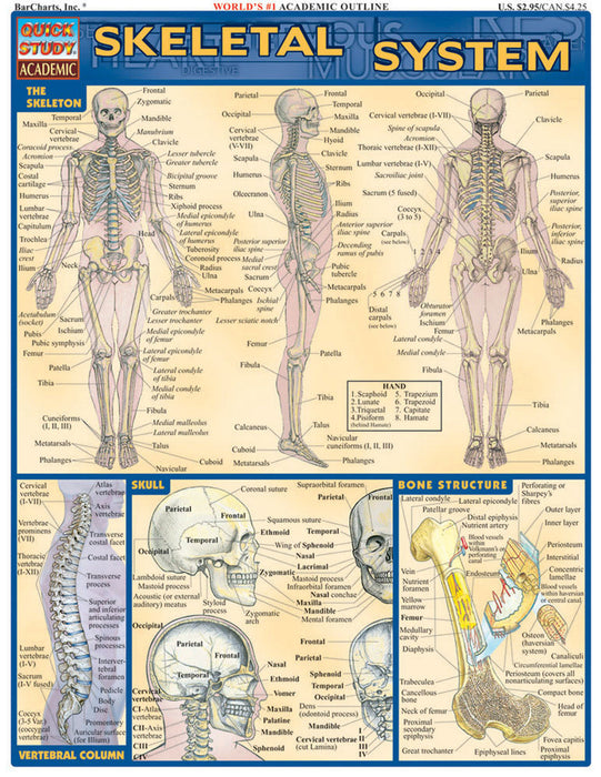 QuickStudy | Skeletal System [224957]