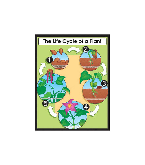The Life Cycle of a Plant Chart 17x22 [CD6358]